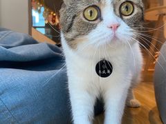-啵啵喵·猫咖(攀华国际店)