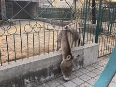-保定市动物园