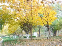 -元大都城垣遗址公园