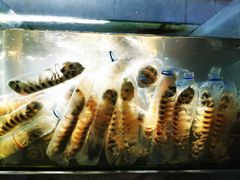 -竹林小屋(库塔店)