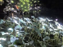 -绮园景区