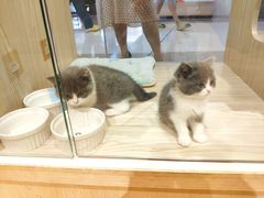 -屋虎猫馆(宝安大仟里店)