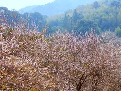 -广州市流溪河国家森林公园