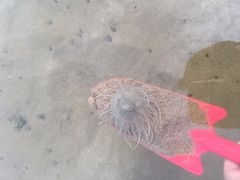 -海滨浴场