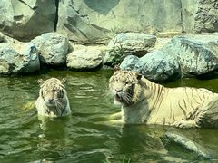 -北京野生动物园