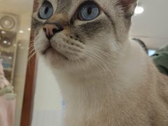 -共舞时光猫咖·狗咖(新街口店)
