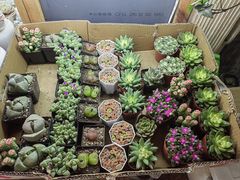 -双季花艺园艺市场(浦东店)