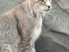-青藏高原野生动物园