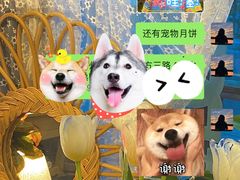 -宠物之家Pets Home 宠物寄养酒店
