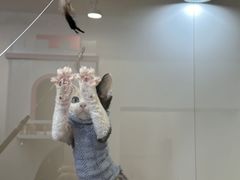 -青奢宠物·青奢猫舍