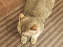 -MOCHA明星猫咖(田子坊店)
