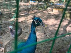 -广州白江湖森林公园