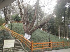 -温江公园