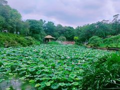 -广州莲花山旅游区
