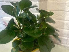 -粥六•新晋菜(柳巷店)