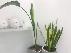 -紫御国际抗衰ZOE ANTI AGING