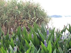 -松山湖梦幻百花洲