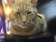 -李小姐の猫咖啡馆(五角场店)