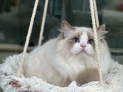 -爱洗澡的猫(天河路店)