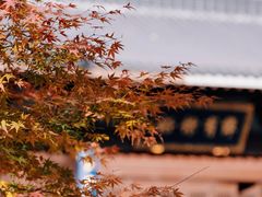 -西湖风景区十里琅珰-五云山