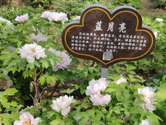 -洛阳市隋唐城遗址植物园