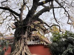 -三苏祠