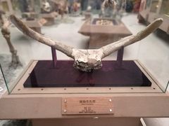 -陕西自然博物馆