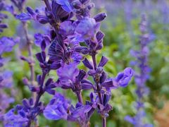 -松山湖梦幻百花洲