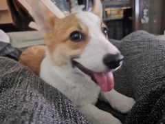 -翊宠yipet猫狗购宠庄园犬舍•猫舍