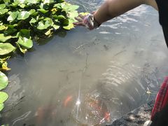 -西湖外事游船(花港观鱼码头)