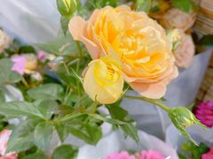 -双季花艺园艺市场(浦东店)