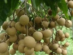 -从化深英荔枝黄皮龙眼采摘园