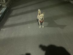 -新疆狼爷烤肉(宋庄店)