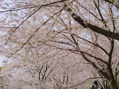 -苏州上方山国家森林公园
