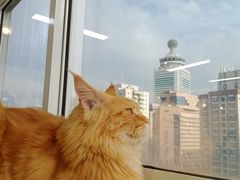 -Heymao猫咖.咖啡厅(东门店)