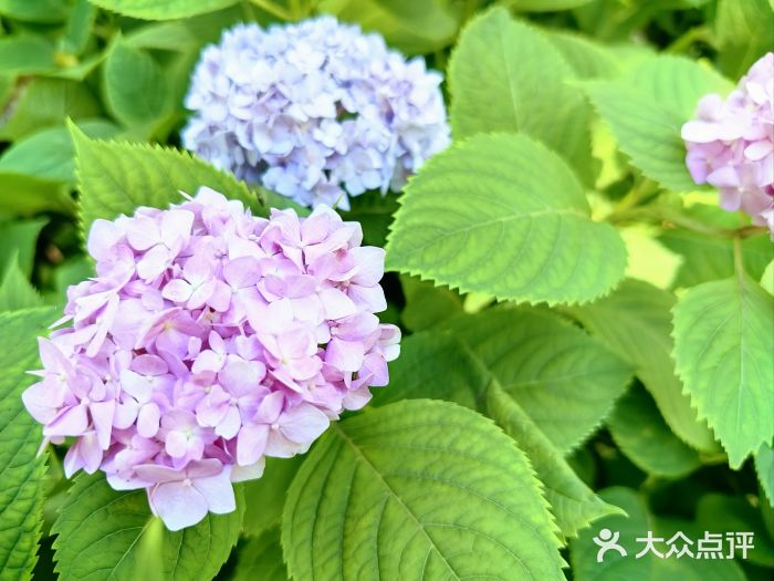 静安雕塑公园图片