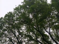 -大学习巷清真寺