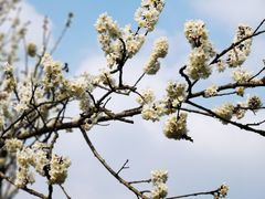 -樱桃山旅游景区