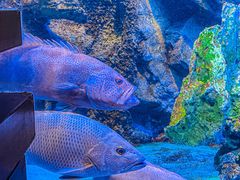 -太平洋海底世界