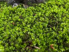 -杭州张苍水先生祠