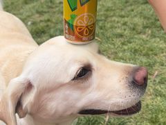 -爪吧宠物乐园 (温榆河示范区店)