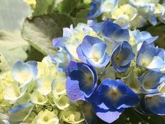 -双季花艺园艺市场(浦东店)