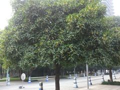 -重庆市江北嘴中央商务区中央公园