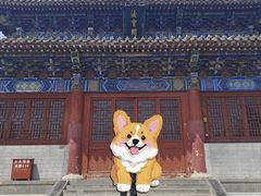 -洛阳白马寺