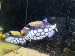 -北戴河圣蓝海洋公园