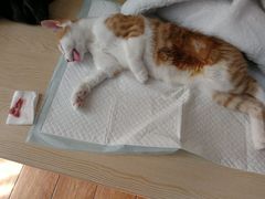 -乐派堂宠物医院·猫友好· 心脏科(东街店)