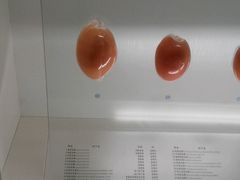 -青岛贝壳博物馆