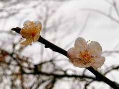 -香雪海