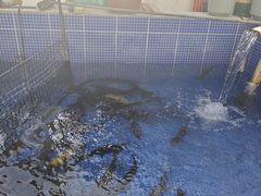 -北京龙庆四季香农家饭庄·灶台鱼·碳烤虹鳟鱼(龙庆峡店)