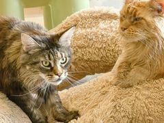 -平行世界·猫咖(首经贸店)